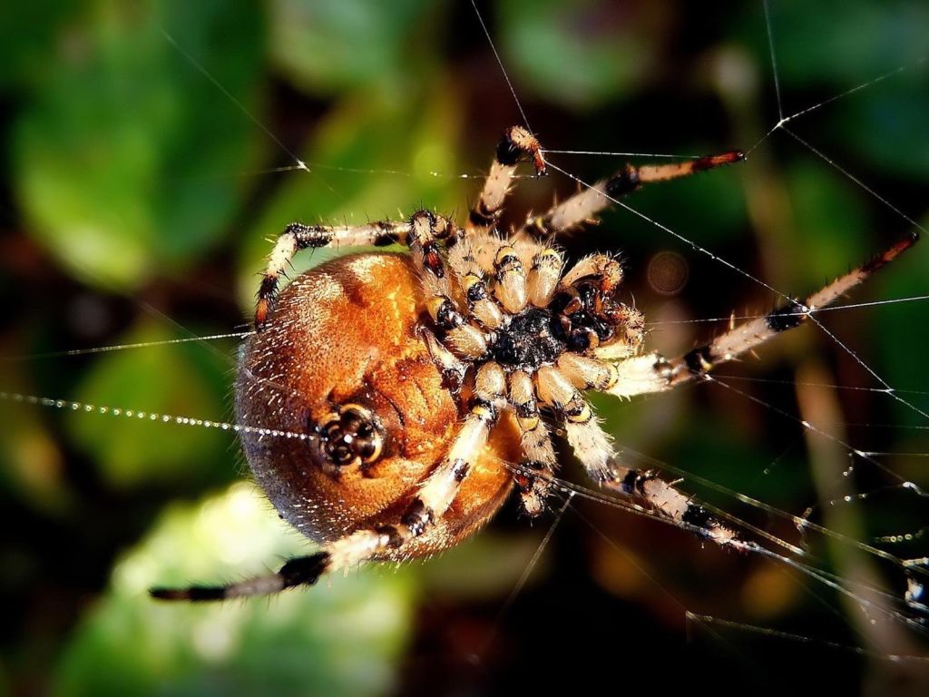 Spider HD wallpaper