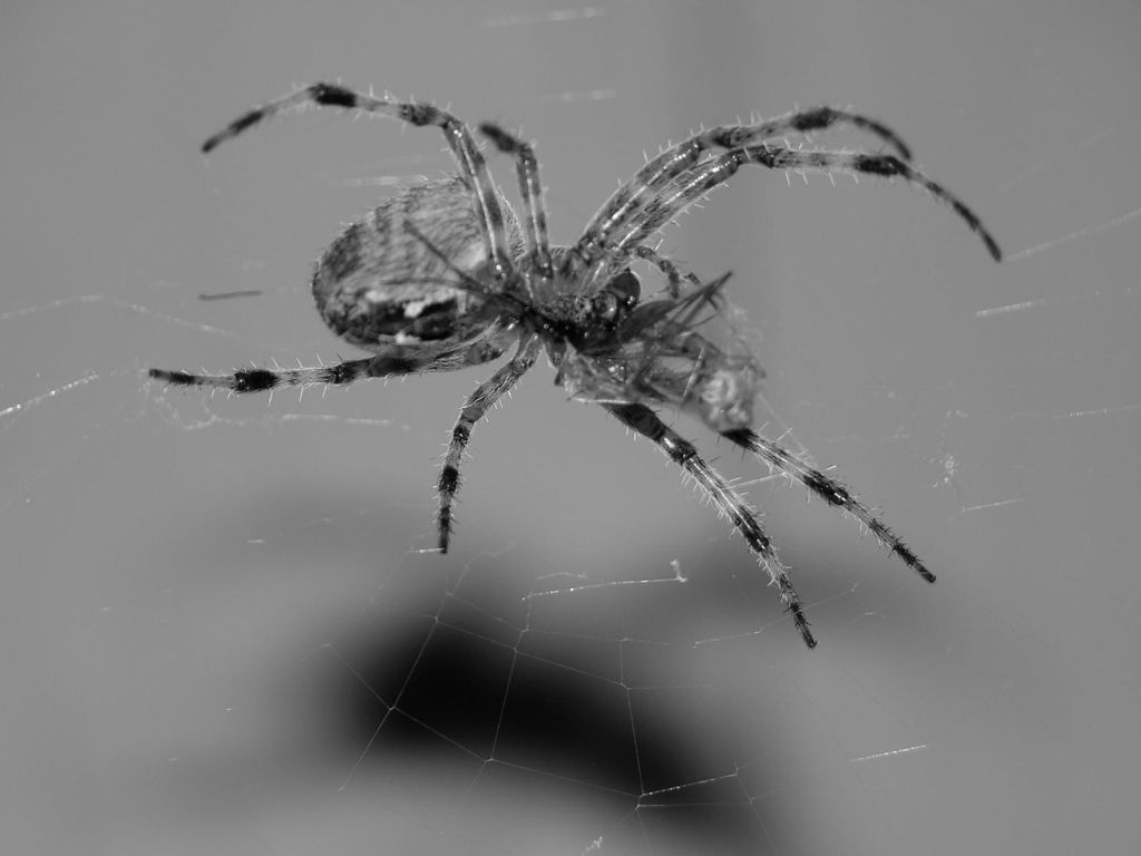 Spider on Web wallpaper