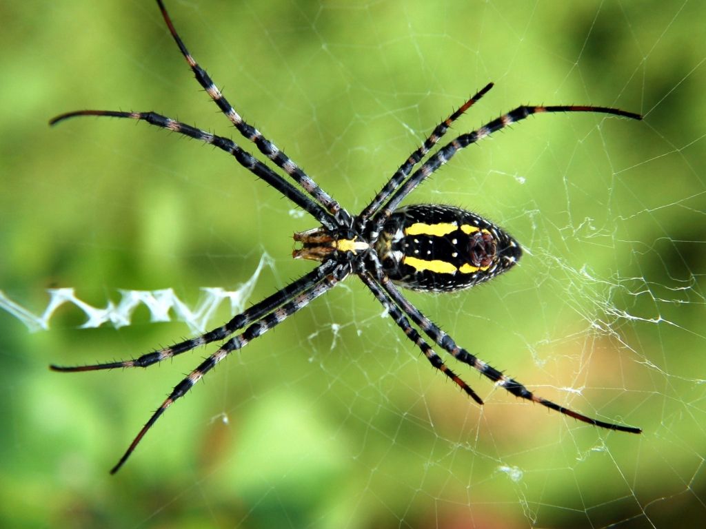 Spider Web 1836 wallpaper