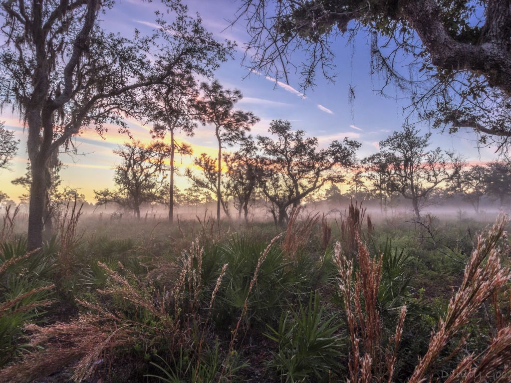 Split Oak Forest Near Orlando FL Just Before Sunrise wallpaper