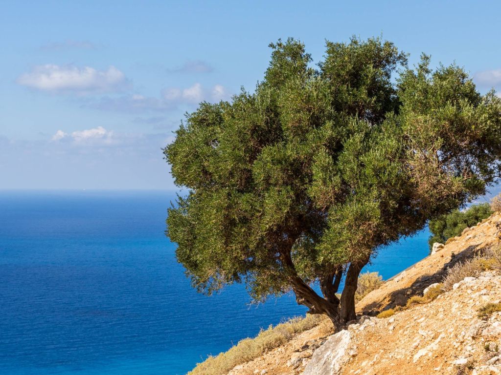 Spotted This Lonely Tree While Driving Across Kefalonia Greece wallpaper