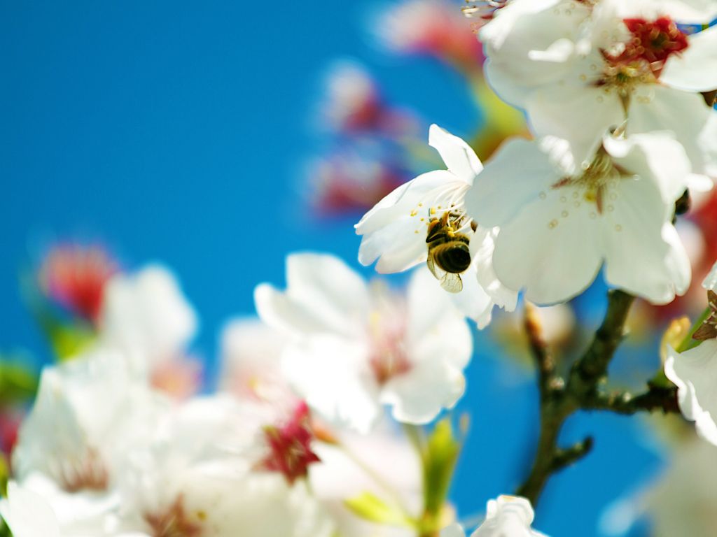 Spring Bee wallpaper