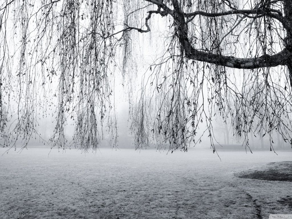 Spring Mist Black and White wallpaper