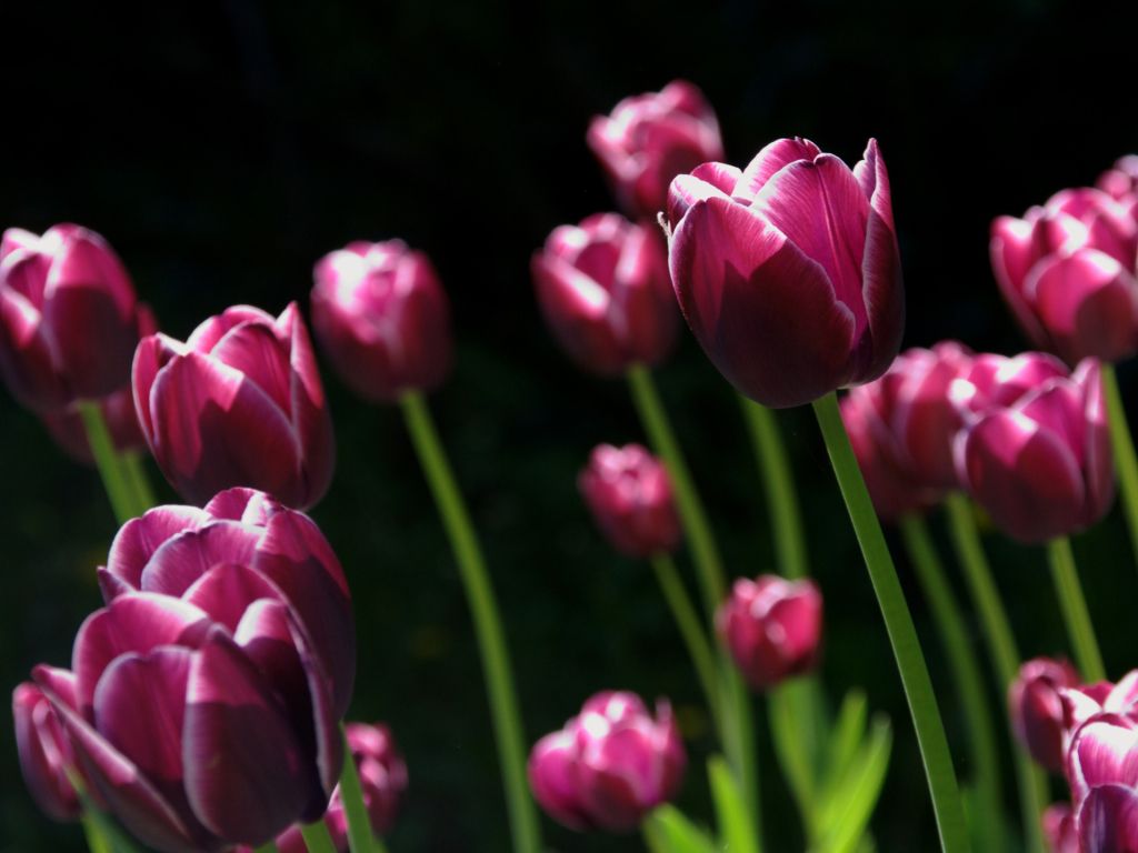 Spring Pink Tulips wallpaper