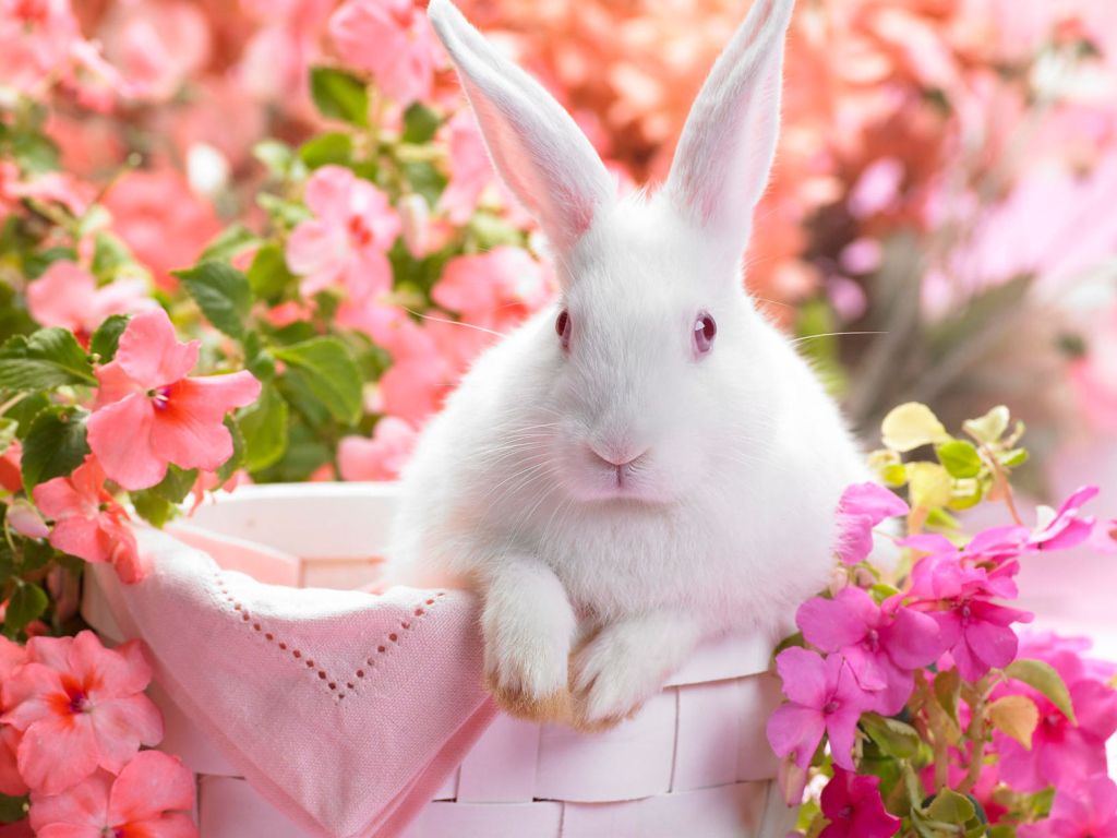 Springtime Hare wallpaper