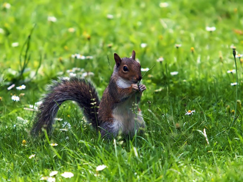 Squirrel in the Grass wallpaper