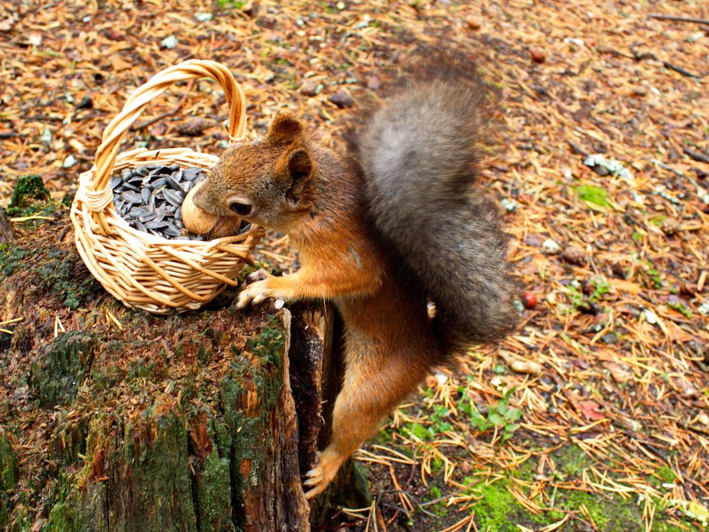 Squirrel Taking From Basket wallpaper