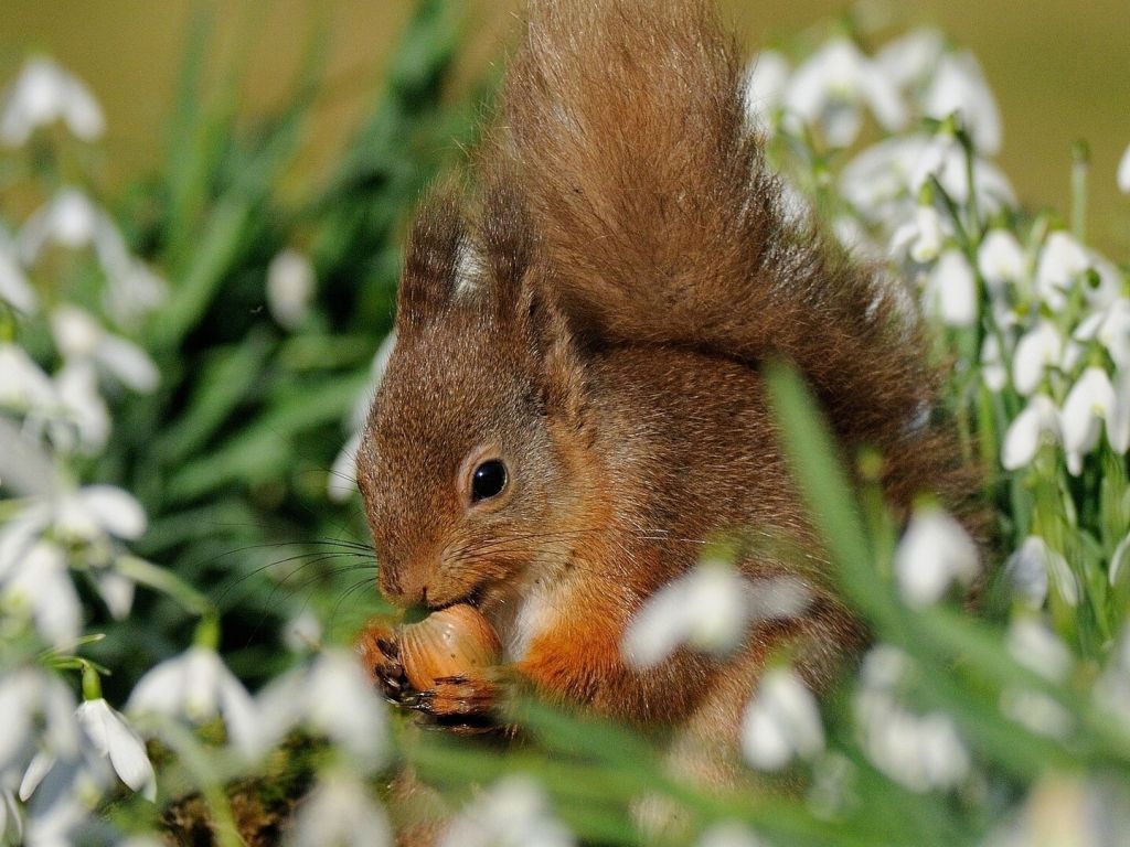Squirrel Eating Nut wallpaper