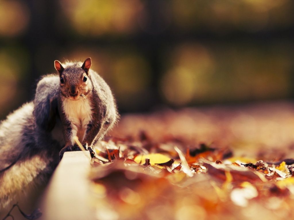 Squirrel HD wallpaper