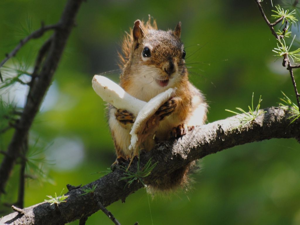 Squirrel On Tree HD wallpaper