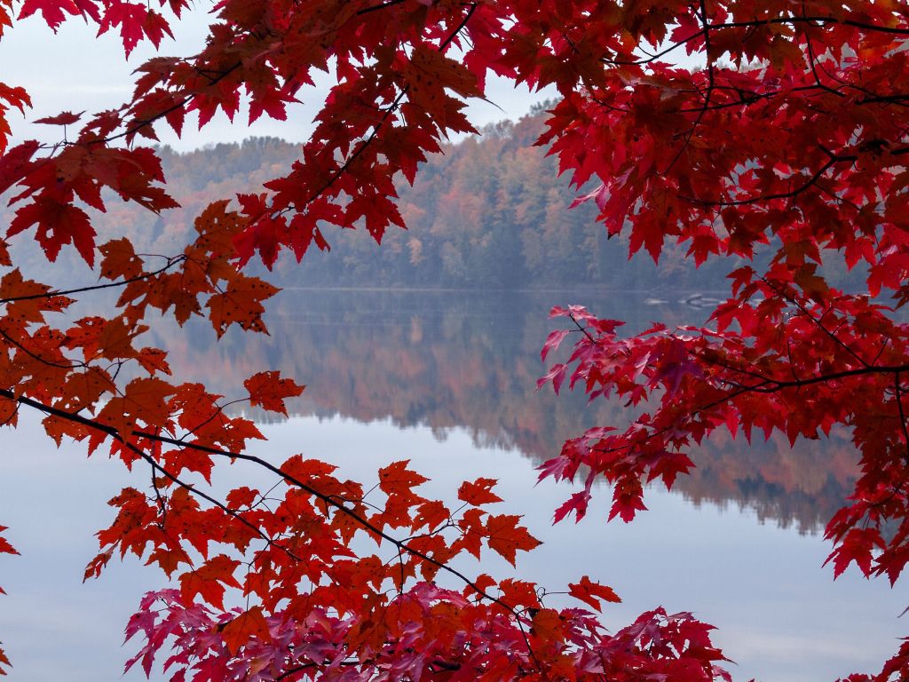 St-Maurice River Through a Red Maple in Mauricie Quebec wallpaper