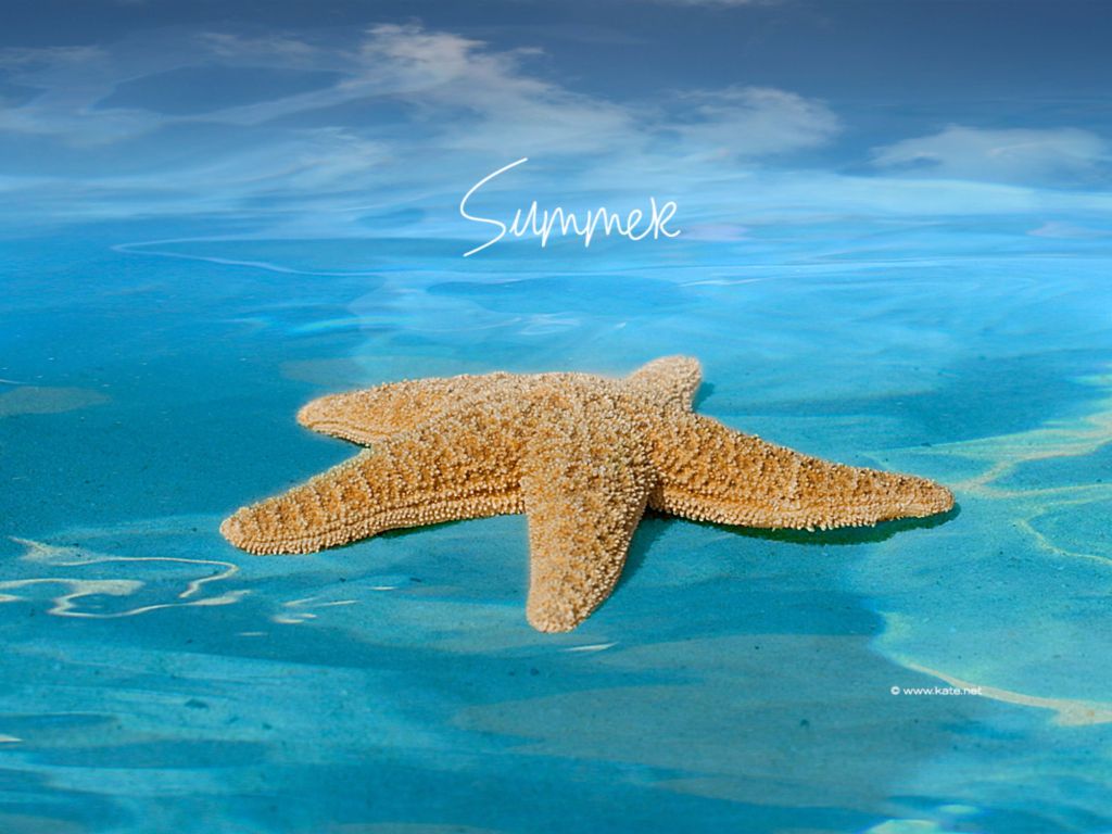 Starfish Summer wallpaper