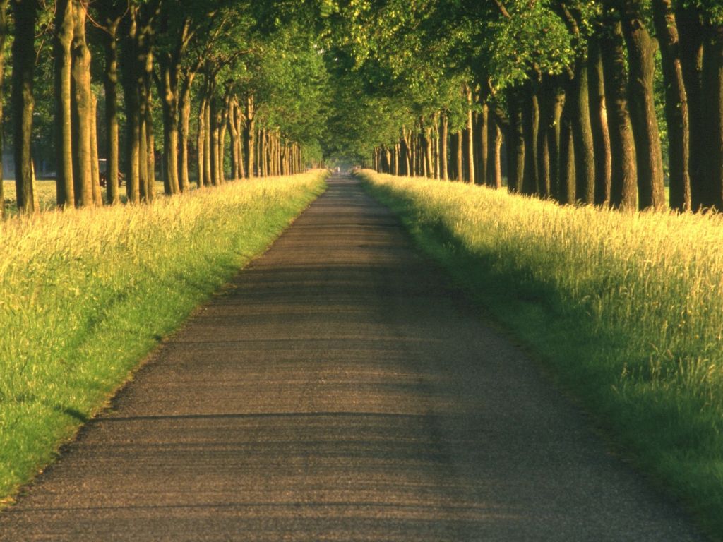 Straight Road Between Trees wallpaper