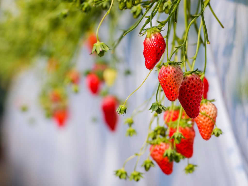 Strawberries Hanging wallpaper