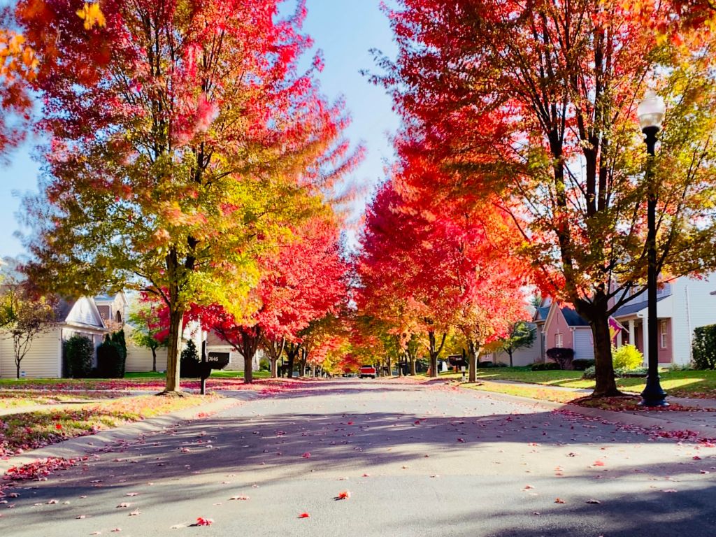 Street in Autumn wallpaper