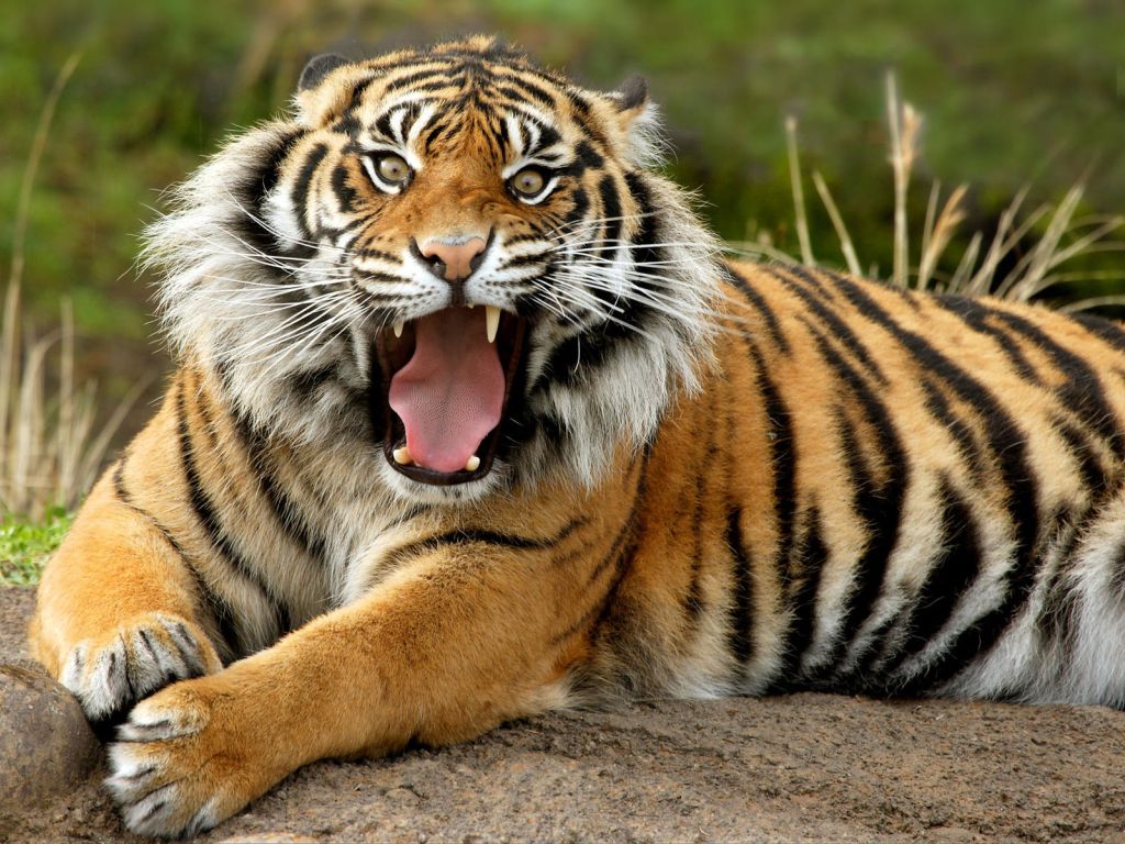 Sumatran Dangerous Tiger wallpaper