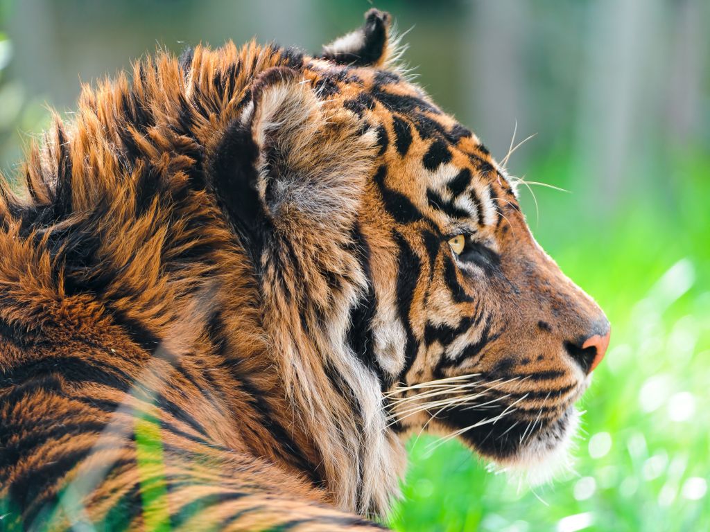 Sumatran Tiger 4K wallpaper