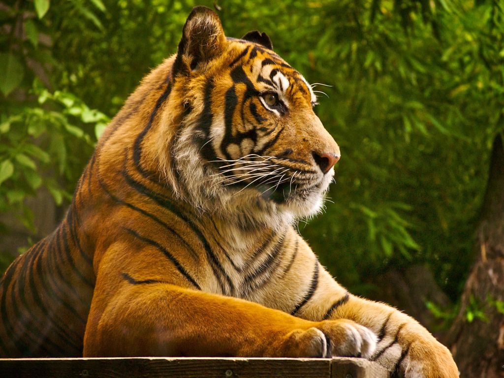 Sumatran Tiger wallpaper