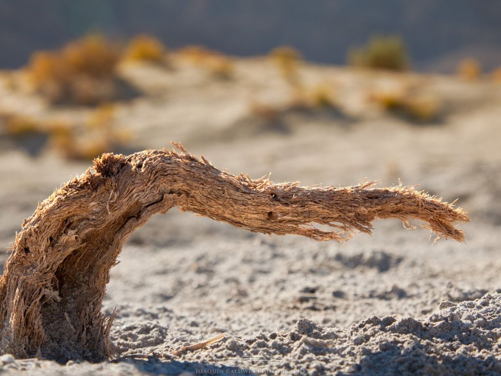 Sun-dried Tentacle at Death Valley wallpaper