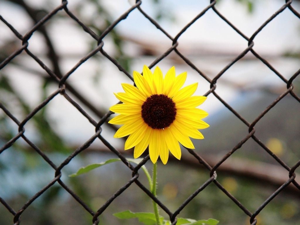 Sun Flower Between Fence wallpaper