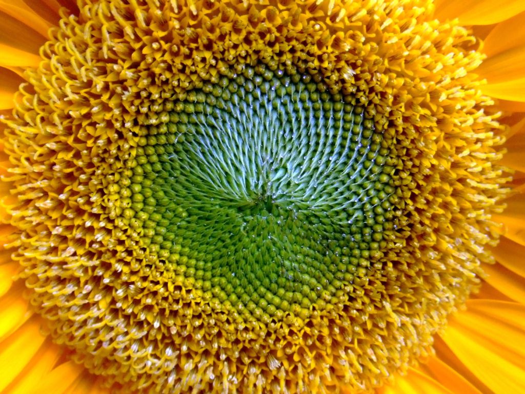 Sun Flower Closeup 1742 wallpaper