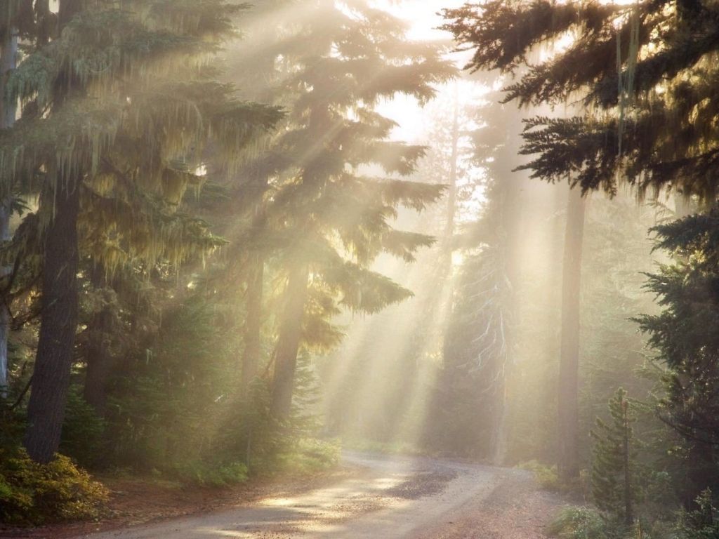 Sun Rays in The Forest wallpaper