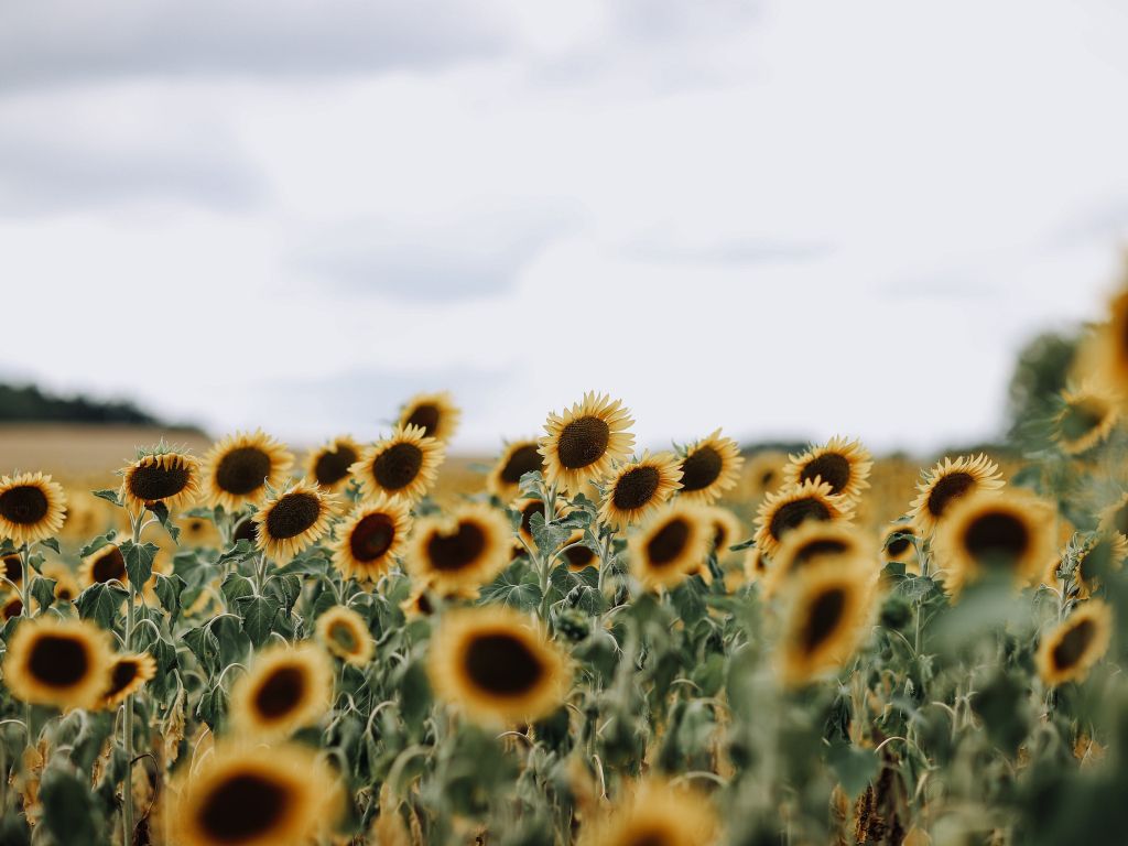 Sunflower Field in Franconia Germany wallpaper