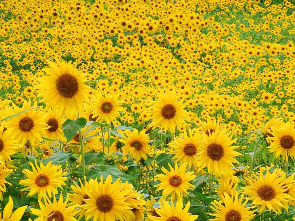 Sunflower Field 27799 wallpaper