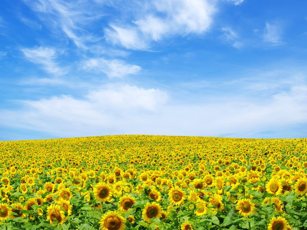 Sunflower Landscape wallpaper