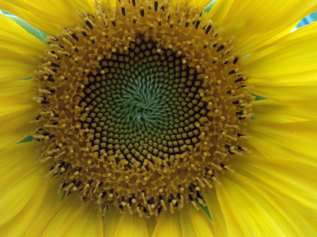 Sunflower 4K wallpapers for your desktop or mobile screen free and easy