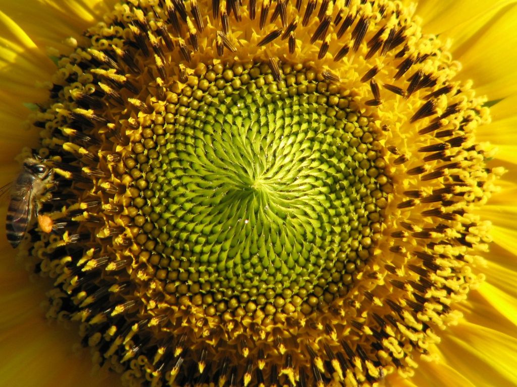 Sunflower, Photography, Seeds, Ready, Nature wallpaper