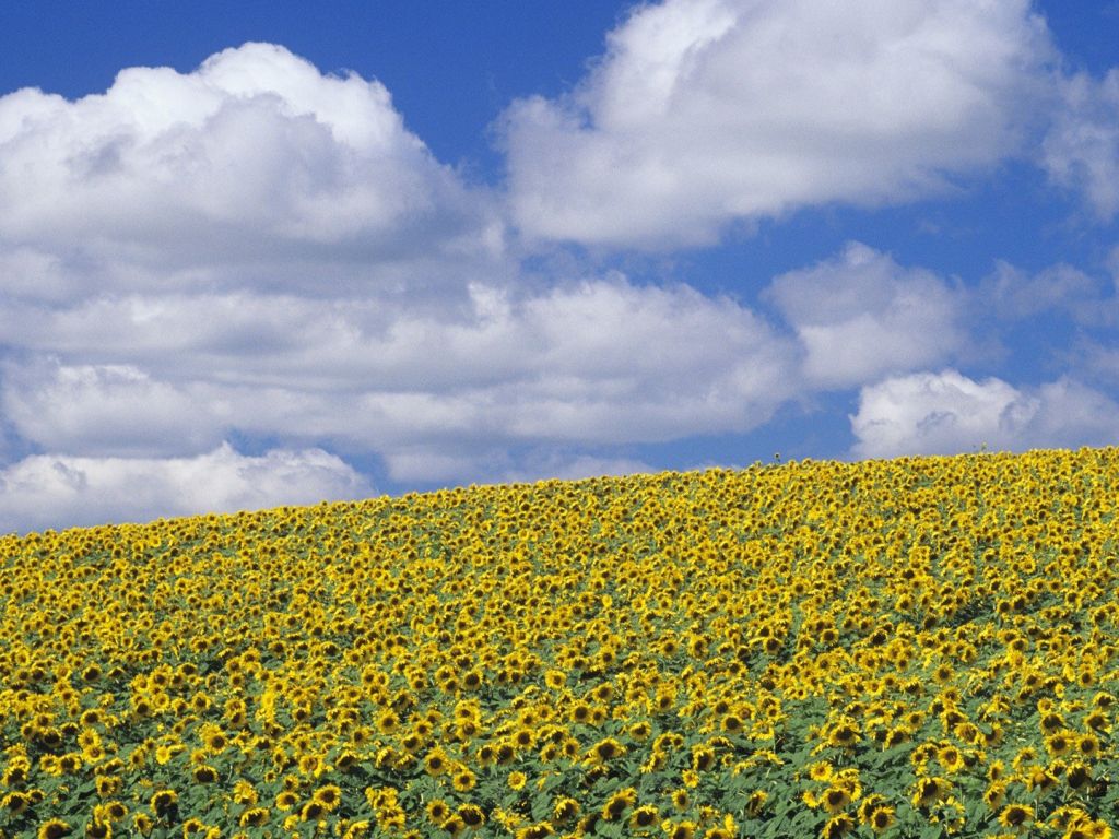 Sunflowers Austin Manitoba Canada wallpaper