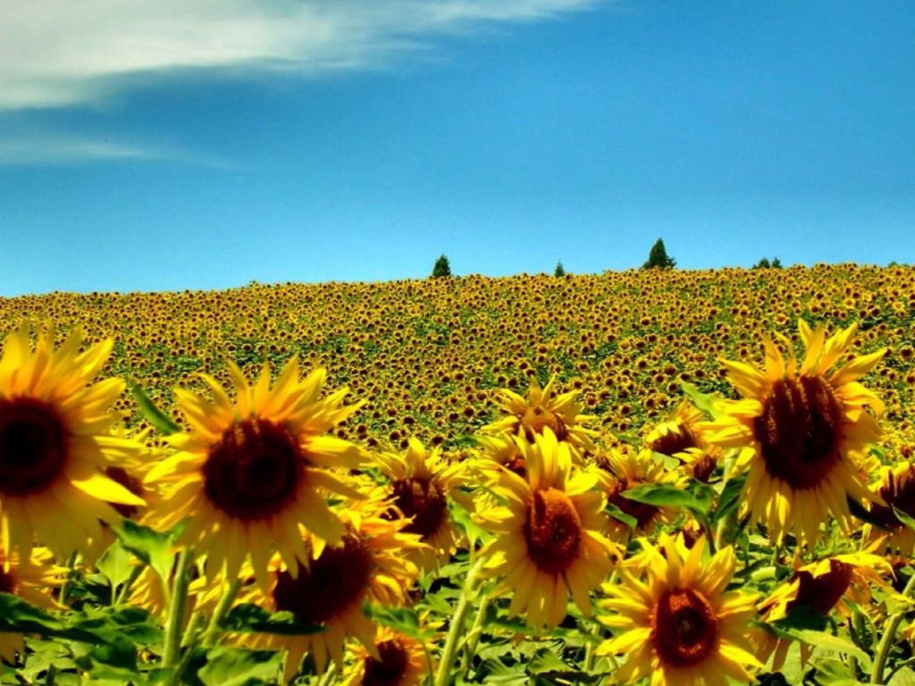 Sunflowers 4K wallpapers for your desktop or mobile screen ...