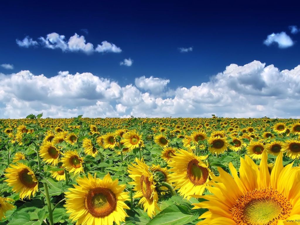 Sunflowers Summer wallpaper
