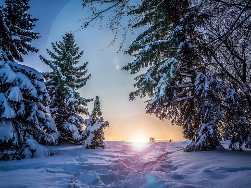 Sunrise Between Snow Trees wallpaper