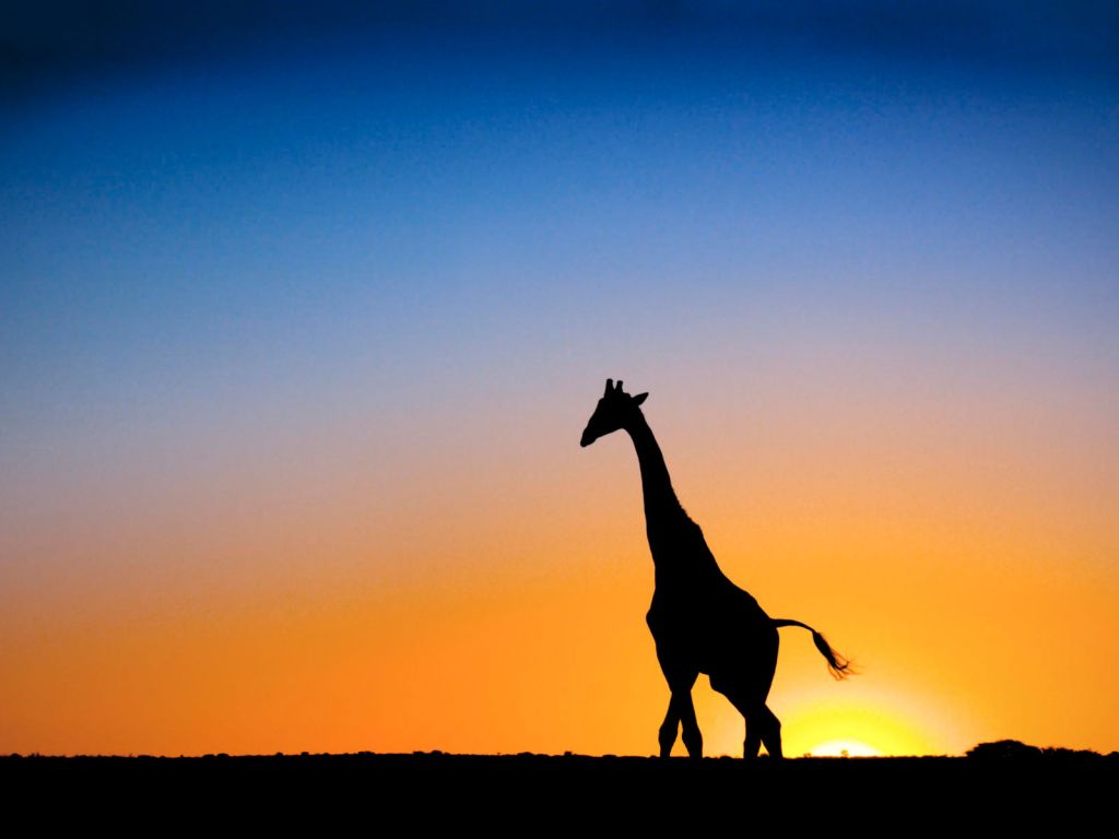 Sunset and Giraffe Botswana wallpaper