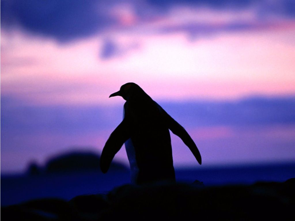Sunset Penguins wallpaper