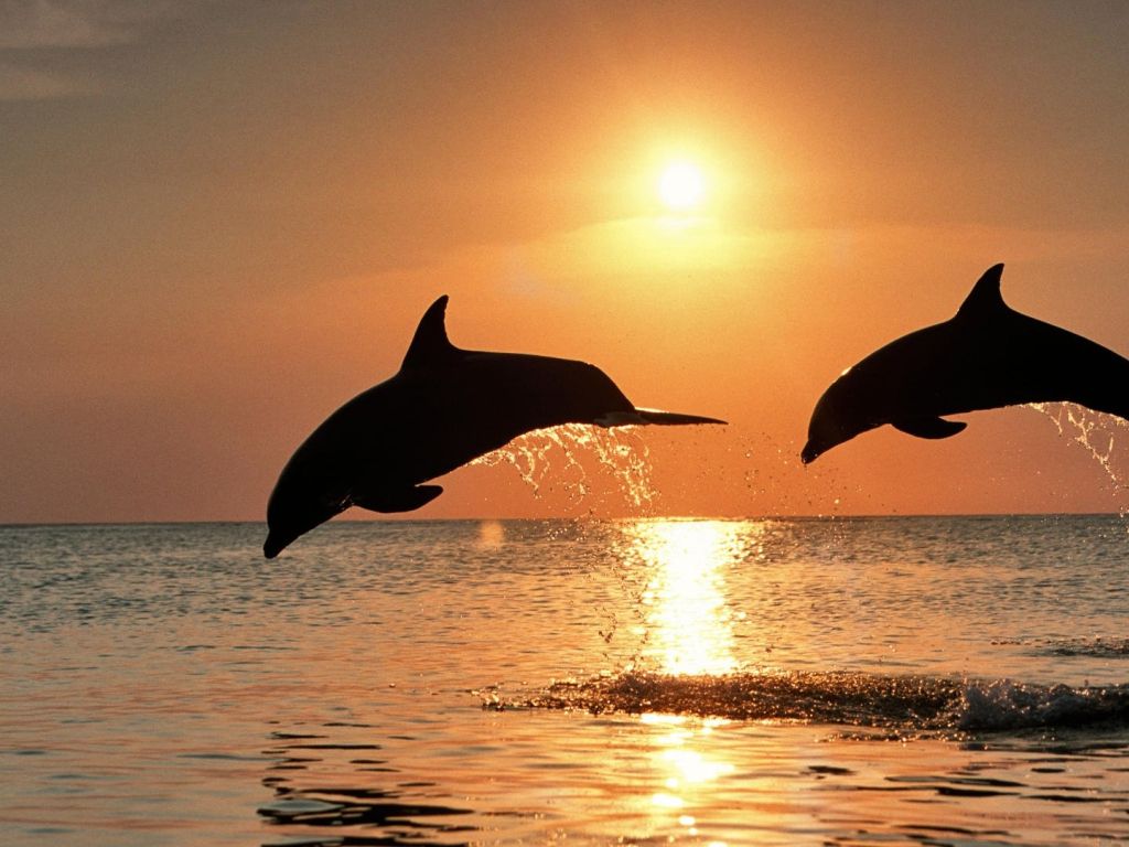 Sunset and Playing Dolphins wallpaper