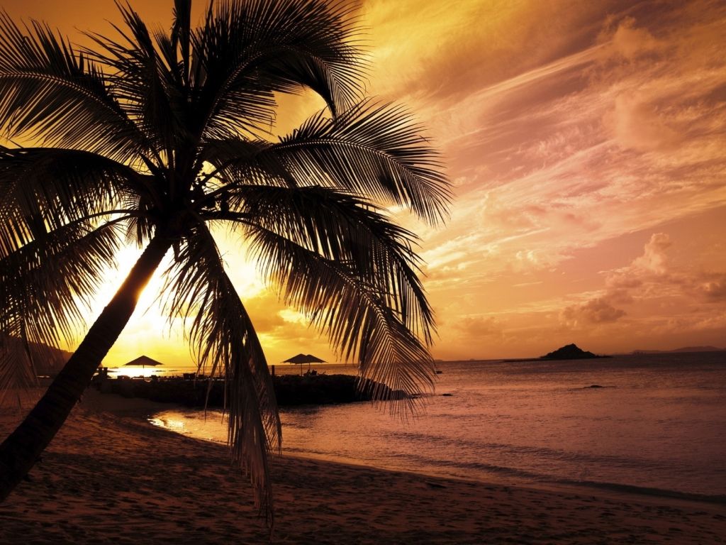 Sunset Beach With Palm Trees wallpaper