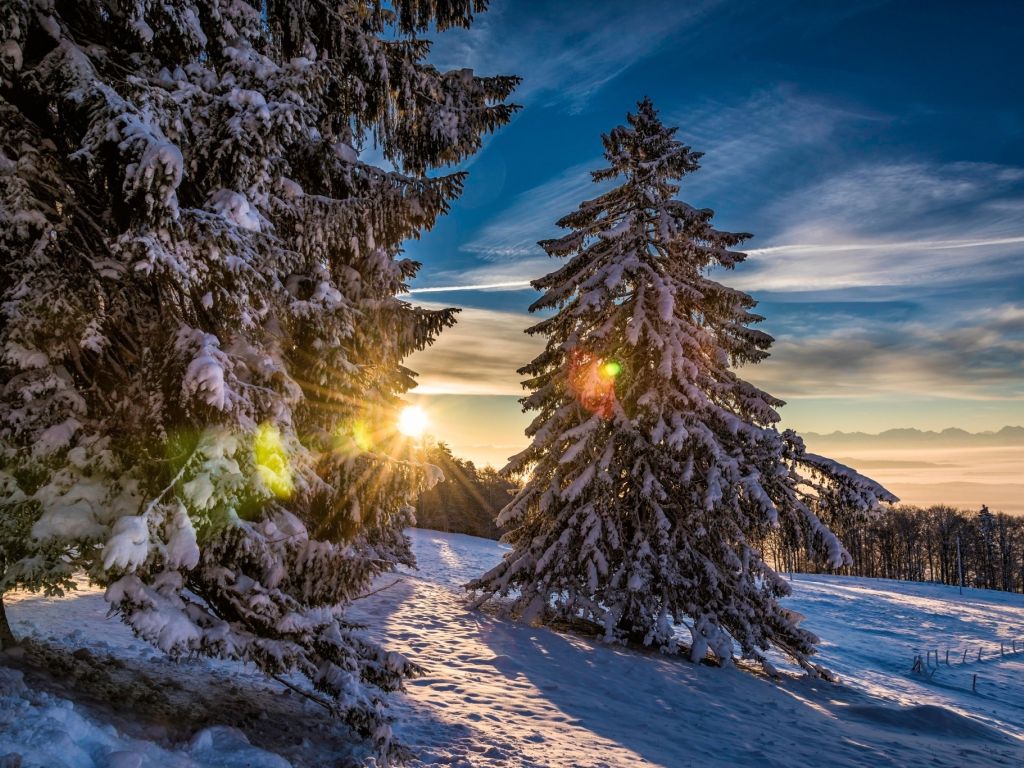 Sunset Between Trees With Snow wallpaper