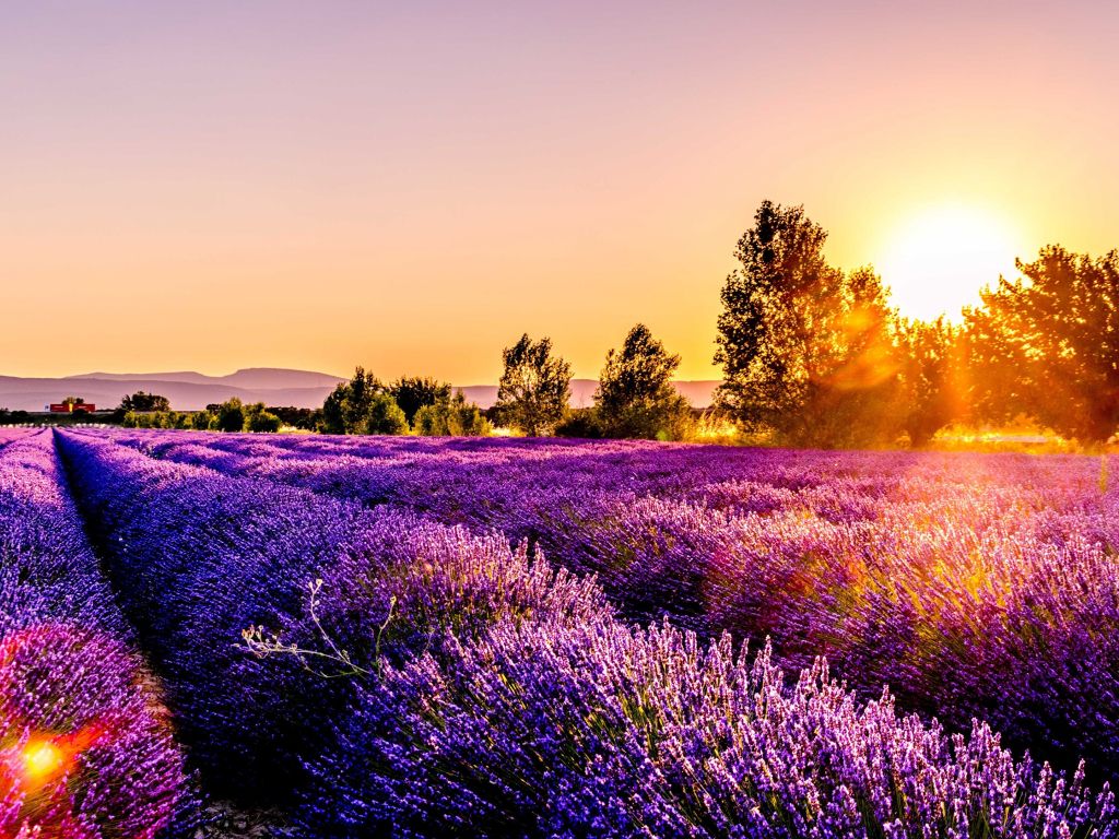 Sunset Over a Lavender Field Drome France wallpaper