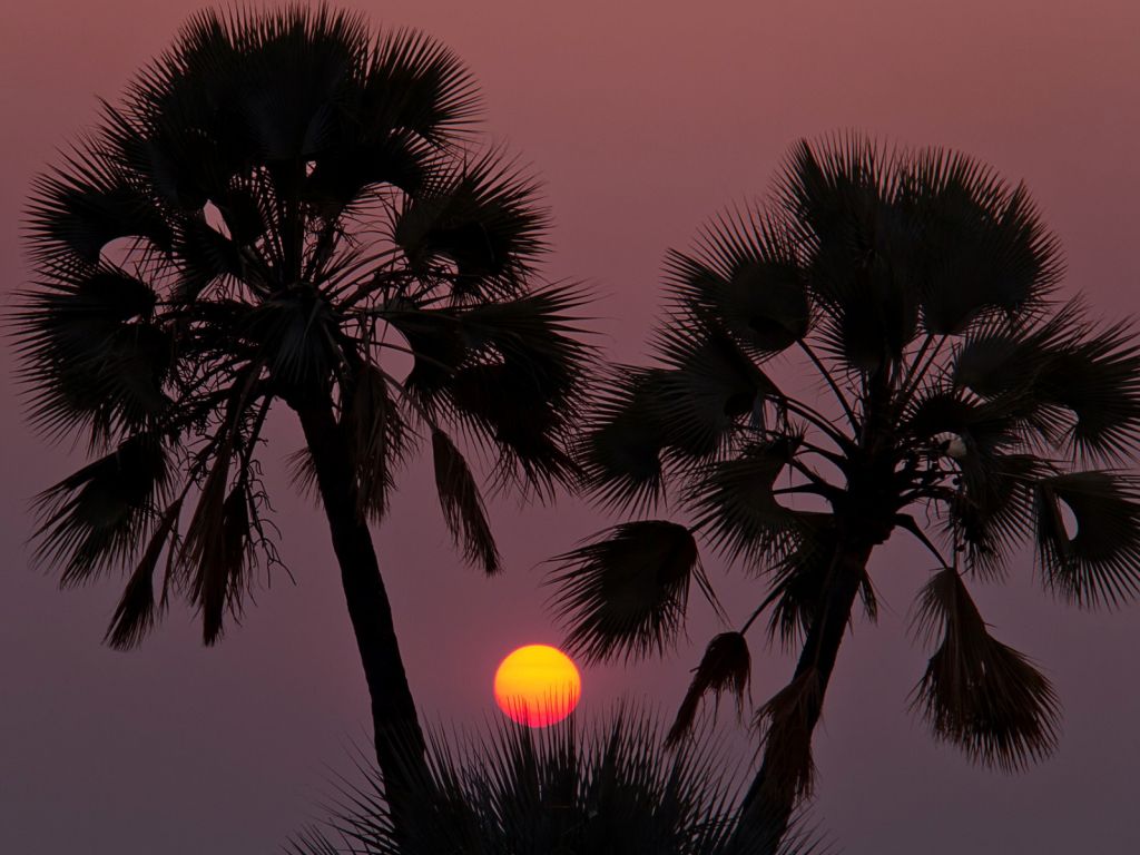 Sunset Seen Trough Palm Trees wallpaper