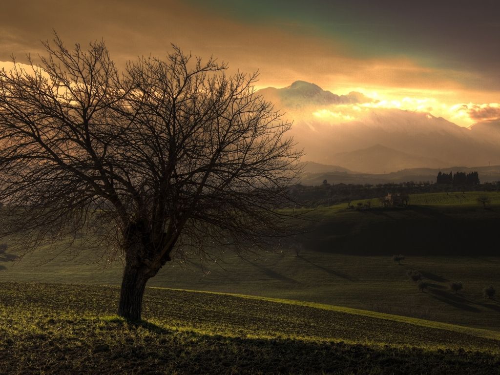 Sunset Tree With Mountains View wallpaper