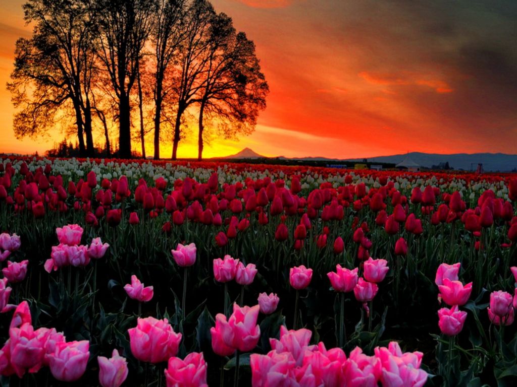 Sunset Tulips Landscape wallpaper
