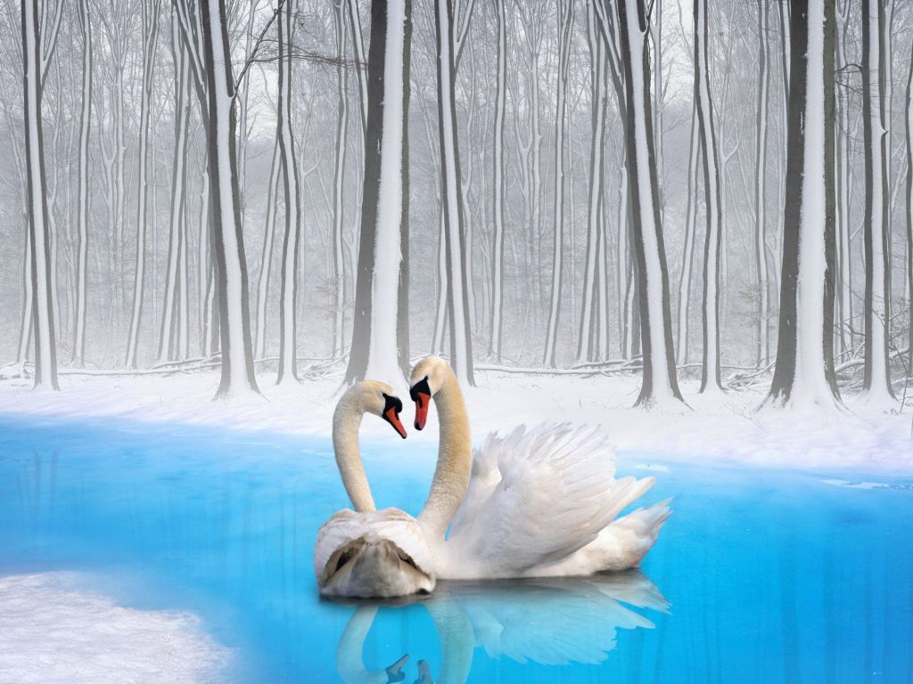 Swan Love 12436 wallpaper