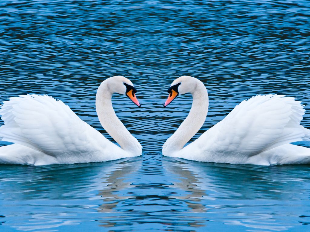 Swan Love 27834 wallpaper