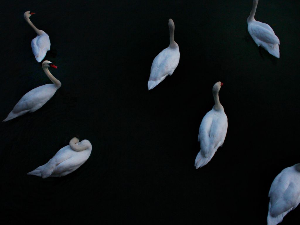 Swans in Zbilje Lake OC wallpaper