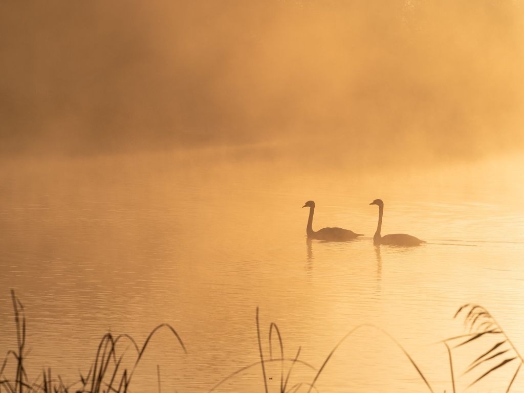 Swans on a Misty Lake wallpaper