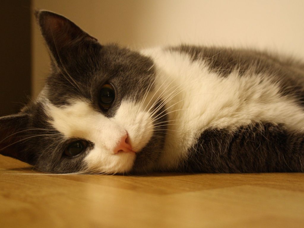 Sweet Cat Lying On The Floor wallpaper