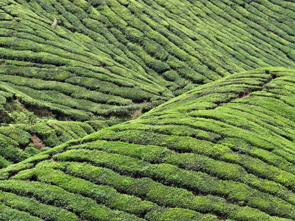 Tea Fields on Huangshan Mountains, China wallpaper